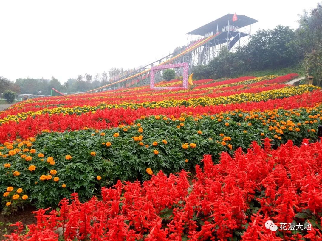 菊韵凤凰,魅力花海,花漫大地第四届乡村菊花节与您相约