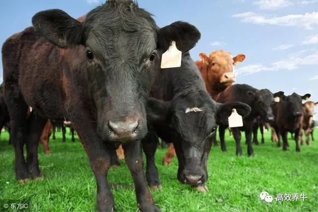 养牛不知选择什么品种?详解肉牛品种选择