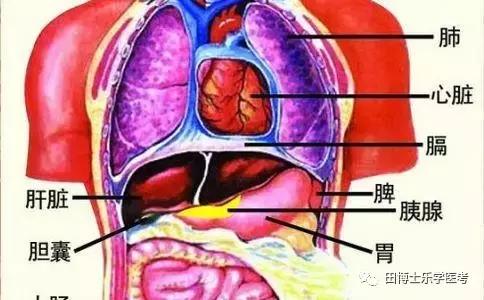 「中医」医考必考要点:五脏六腑别称