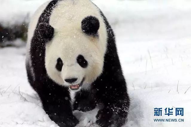 图话滚滚 | 黑龙江大雪,滚滚雪地撒欢玩嗨了~_大熊猫