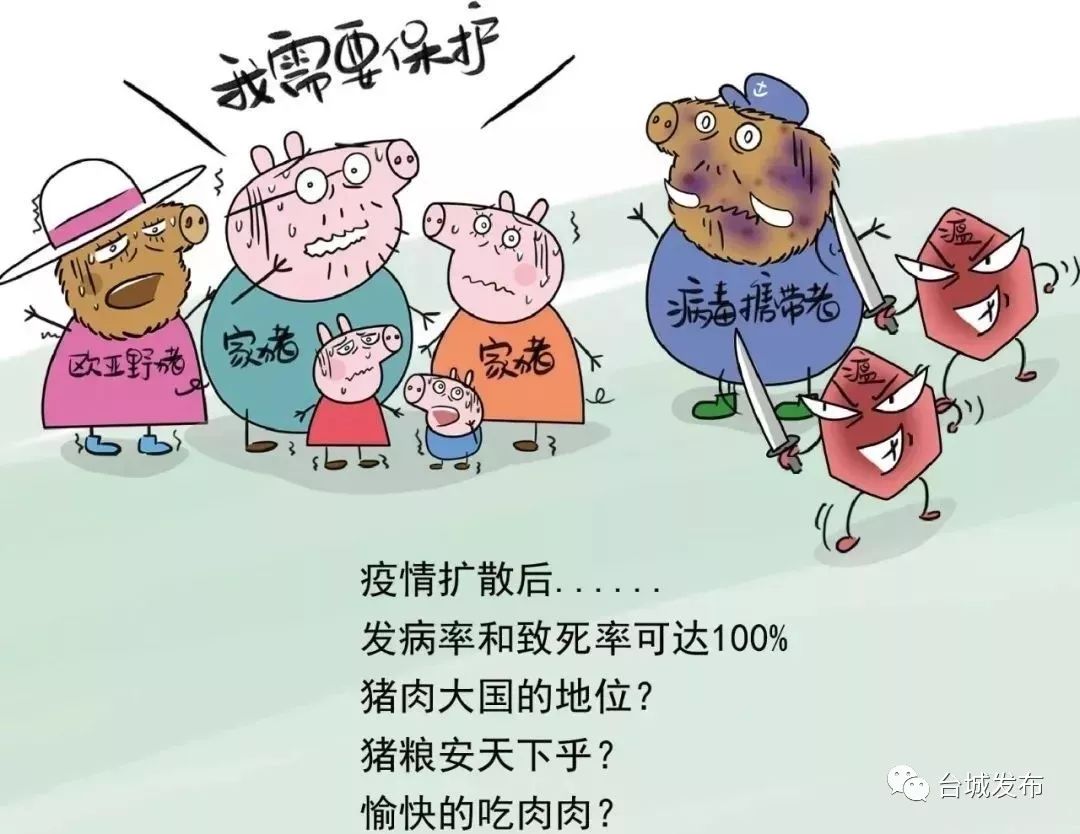 猪在感染了非洲猪瘟后,一般会出现高热,皮肤发紫,无症状,呕吐