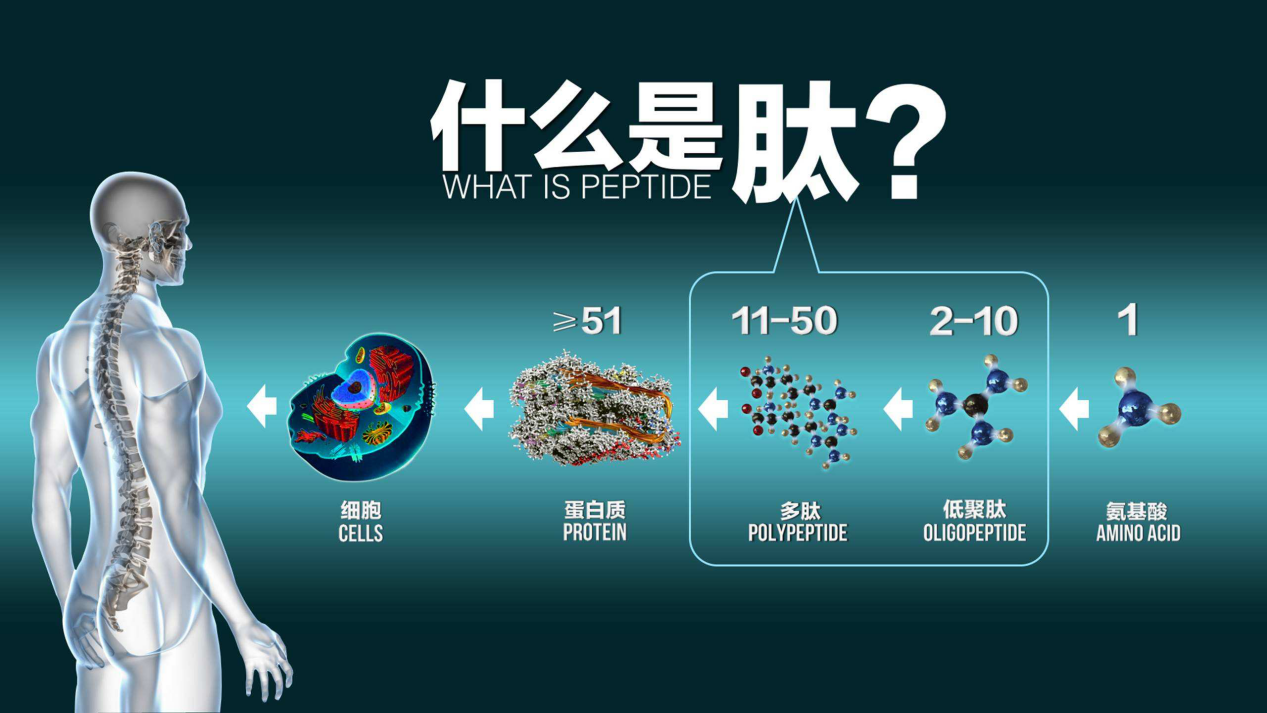 红豆薏米粥胶原蛋白肽抗老减肥双管齐下