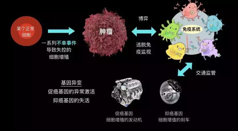 癌症发生最大的风险因素,不是环境污染,不是食品安全,而是寿命.