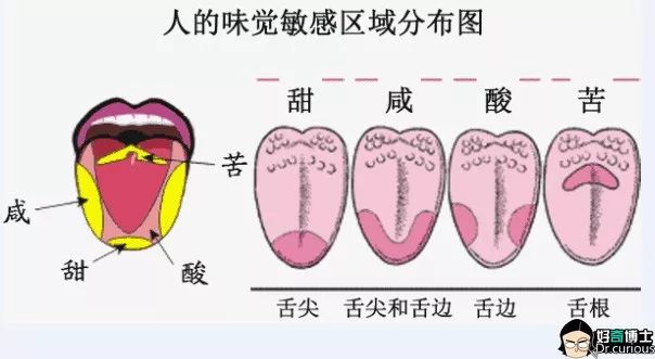 这张图大家应该都看过舌头真的有"味觉分区"吗?