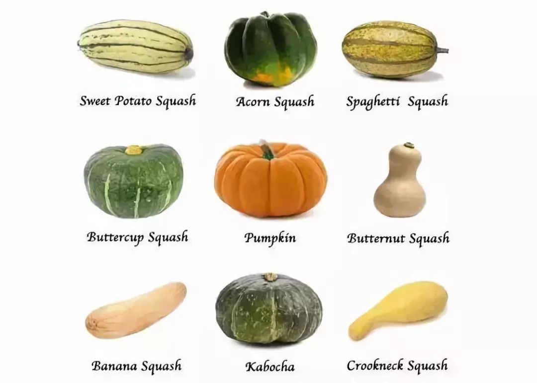 因为笋瓜在英语中和南瓜一样可以叫pumpkin,所以用笋瓜雕刻的万圣节