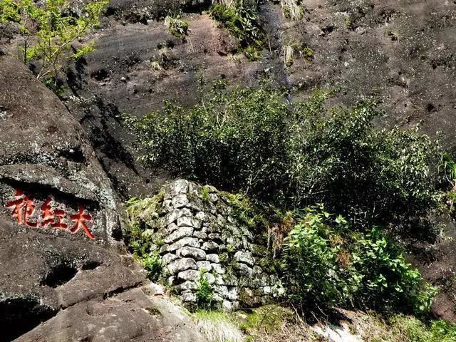 武夷山城区人口_武夷山大红袍母树(2)