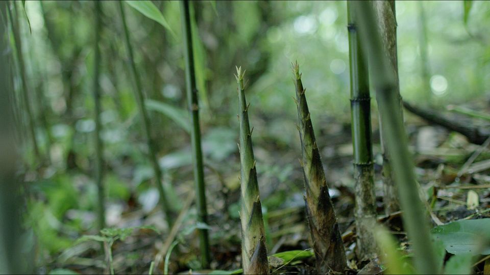 冷箭竹只生长于高山上的原始密林,海拔低于1500米,就会逐渐消失踪迹.