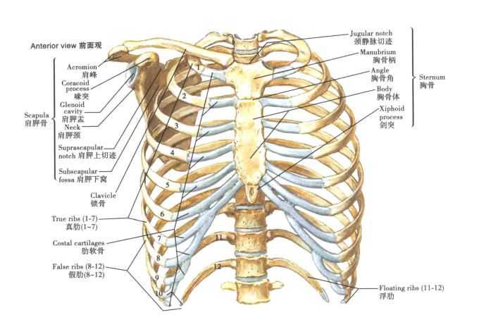 小儿肋骨外翻,小腿弯曲是怎么回事?夜里老醒是不是佝偻病?检查不缺钙.