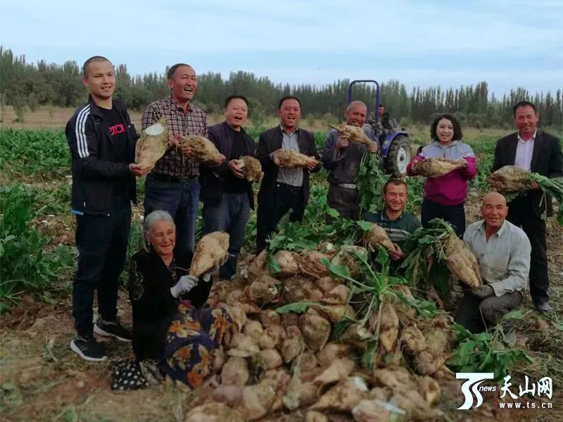 致富金疙瘩!这份甜蜜的事业让伽师村民乐到了心里头!