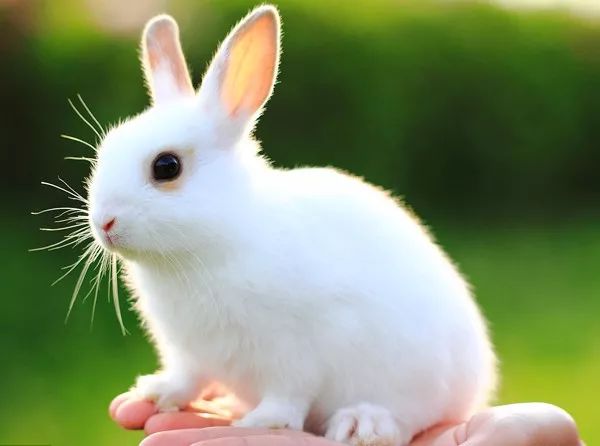 可是日报君不得不告诉你 有一只并不可爱 甚至有些讨厌的"兔子" 它就
