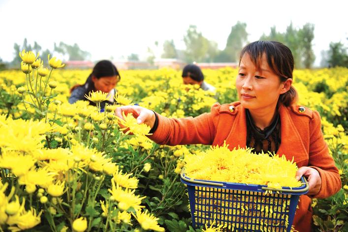 成安县走出特色金丝皇菊种植路