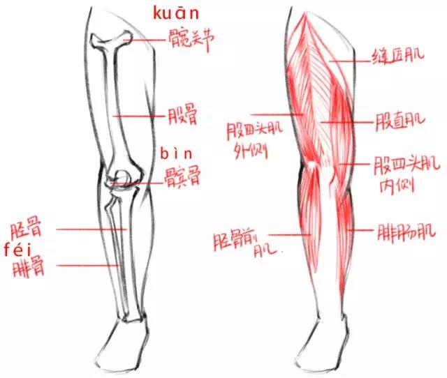 腿部骨骼,肌肉结构 人站立时 无论是从正面或侧面看 从大腿,膝盖到