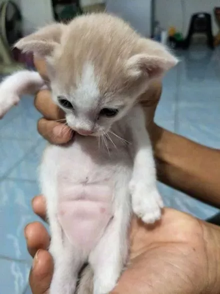 网友说自家猫有18块腹肌,我不信,结果有图为证