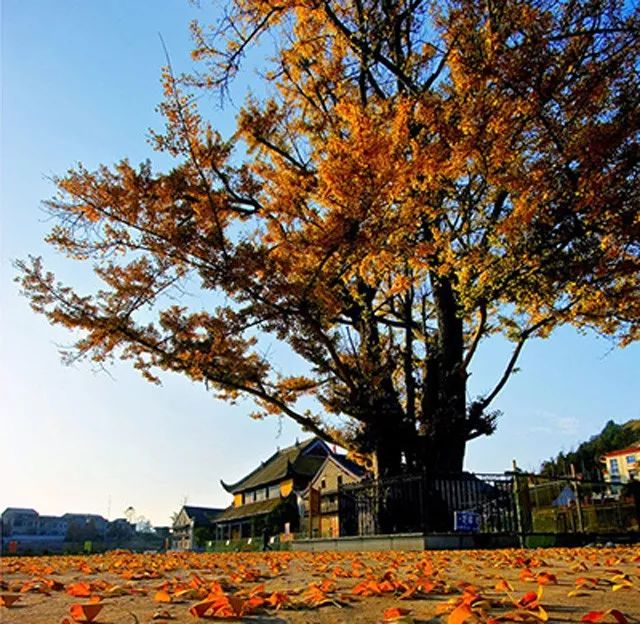 在湖南宁乡沩山密印寺警策殿后,有一株1200多年的古银杏