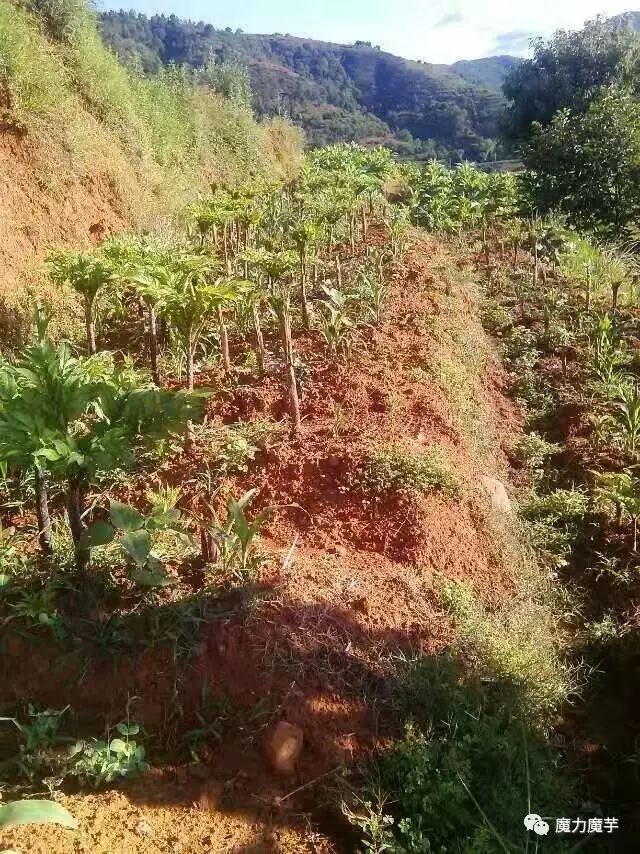 适于魔芋生长的自然环境