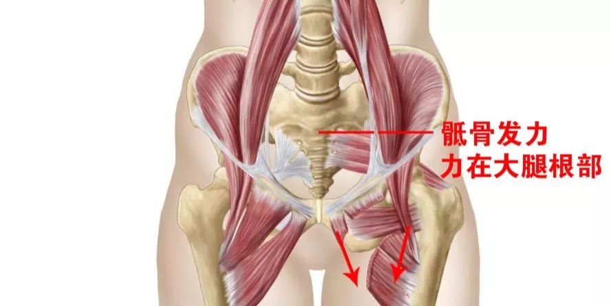 练习大开大合注意发力出去的时候顶骶骨,这样大腿根部的位置才会真正