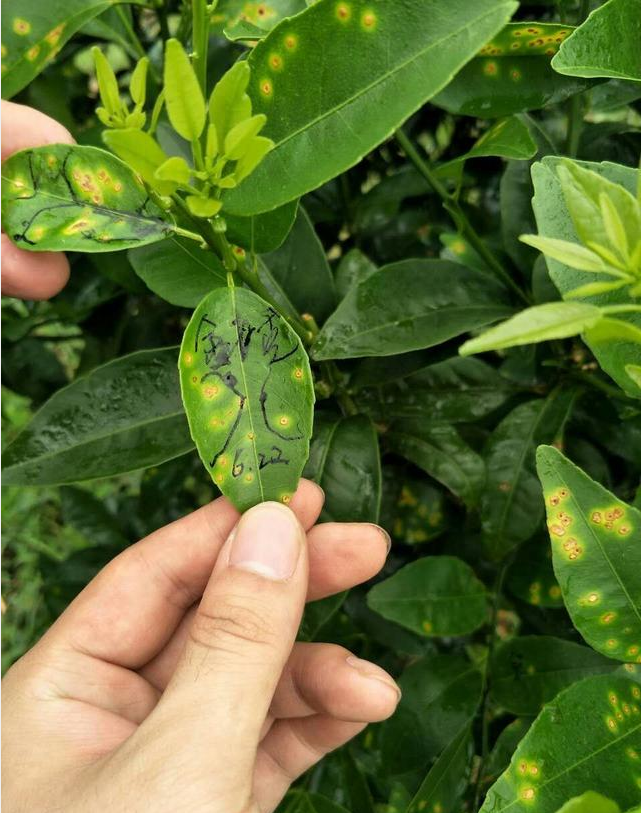 现在市面上防治柑橘溃疡病的农药杀菌剂很多,近几年用铜制剂的也不少