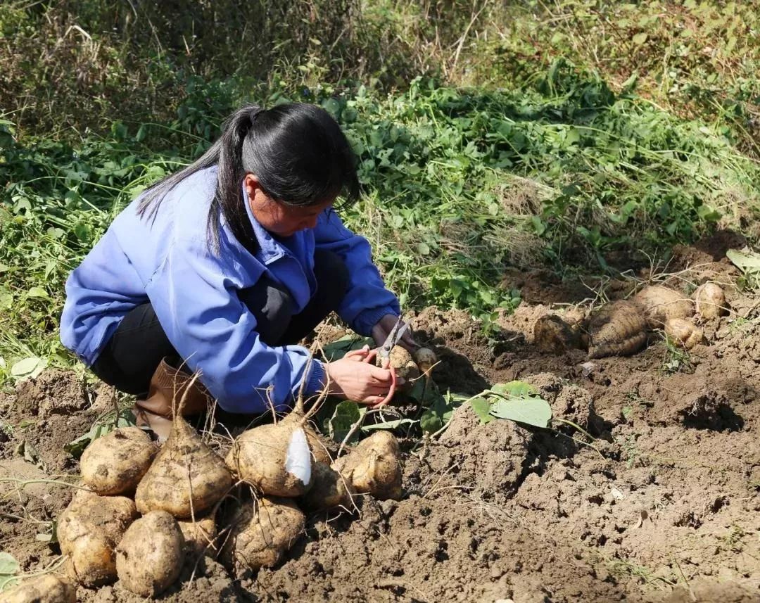 七户村民起早摸黑地种植了十多亩凉薯,全部采用生态绿色种植模式,产量