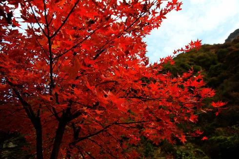 陕西这12处"骨灰级"的红叶观赏地,美成了油画里的人间