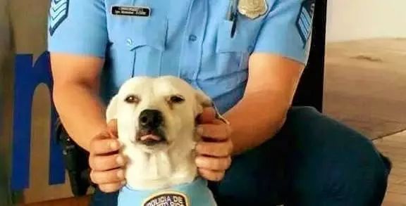 流浪狗闯进警察局，却被收编成警犬，逆袭成警界英雄