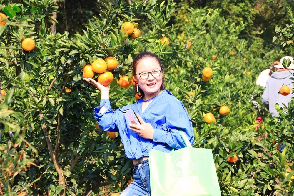 海宁黄湾镇刘家山湾村响应号召 在村前的一片荒地种植了一片花海 吸引