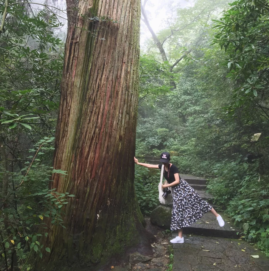 临安天目山2日这里古树参天仙气缭绕空气好得舍不得走