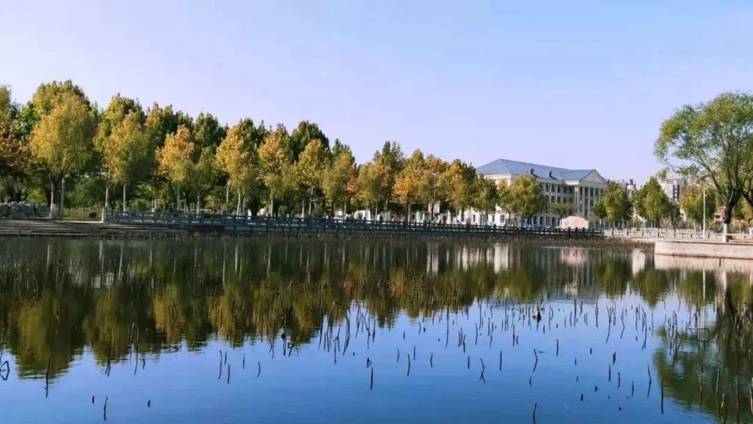 河南工学院 又是一年秋季 满地落叶黄 河工的枫叶树 河工的学子湖