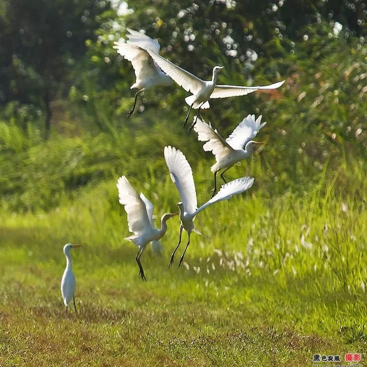 仙桃沙湖人口_仙桃沙湖湿地公园