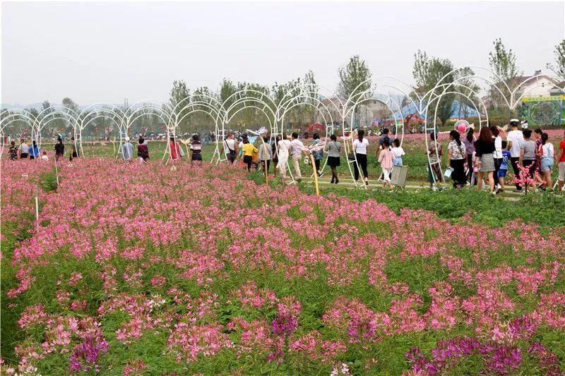 枫林花海.网络图片