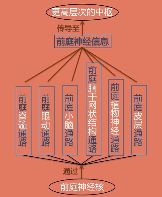 前庭中枢系统是指前庭神经核以上(包括前庭神经核在内) 的神经传导