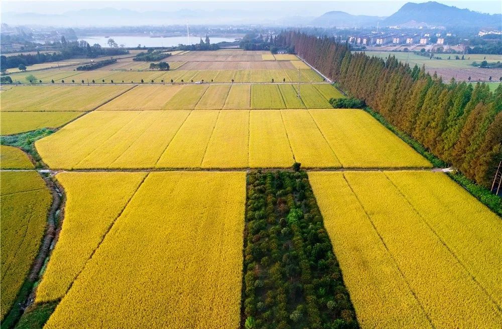 秋日最火安吉光影,遍地金黄共您赏!_横塘湾