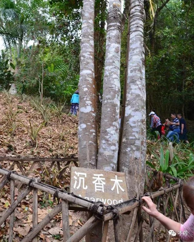 沉香树如因电闪雷劈,飓风吹折,虫兽噬咬或斧砍锯伐等原因"受伤",就会