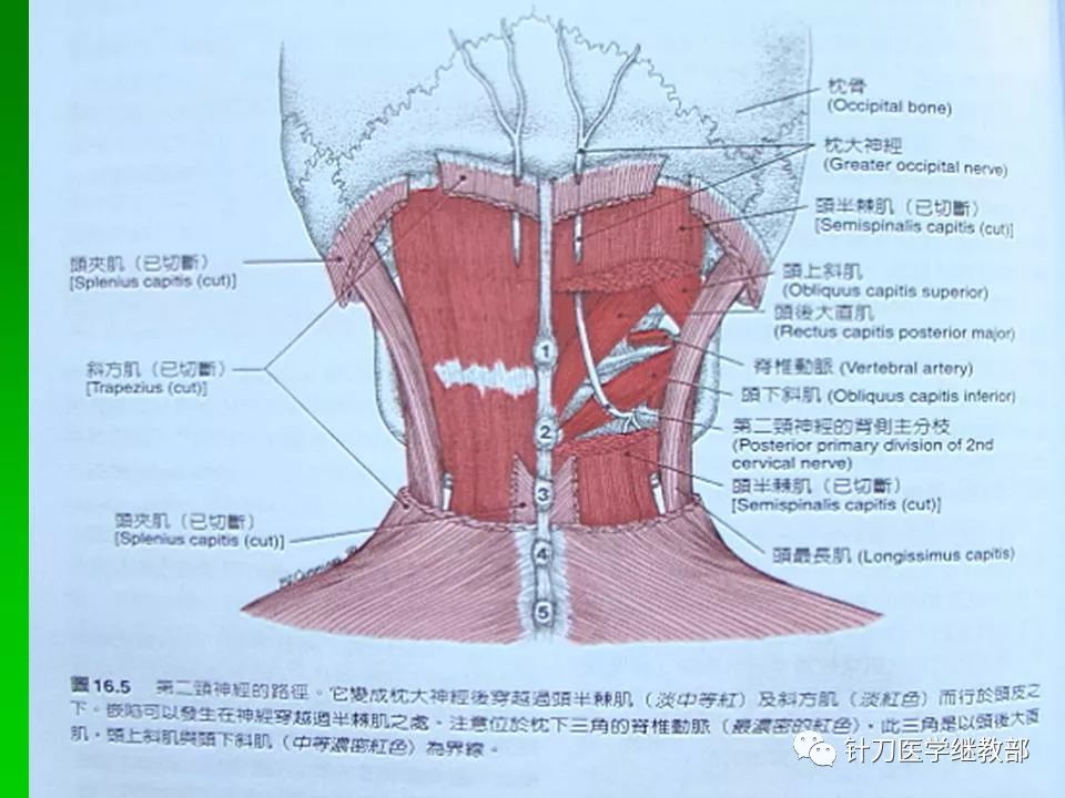 颈肌肉及颈脊神经的功能解剖