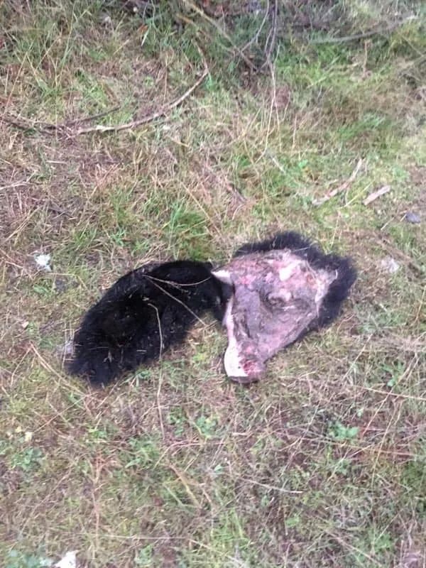 据推测,这应该是某位猎人干的——猎杀了黑熊之后,把熊身上有用好拿
