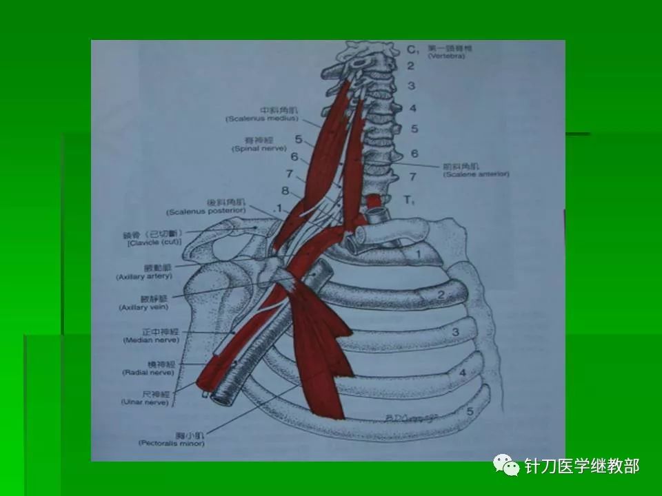颈肌肉及颈脊神经的功能解剖