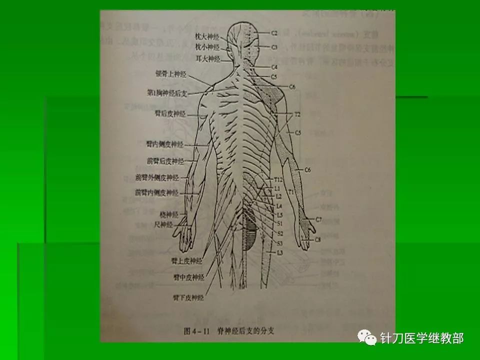 颈肌肉及颈脊神经的功能解剖