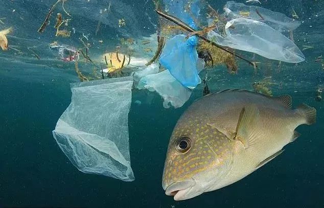 海洋污染的图片