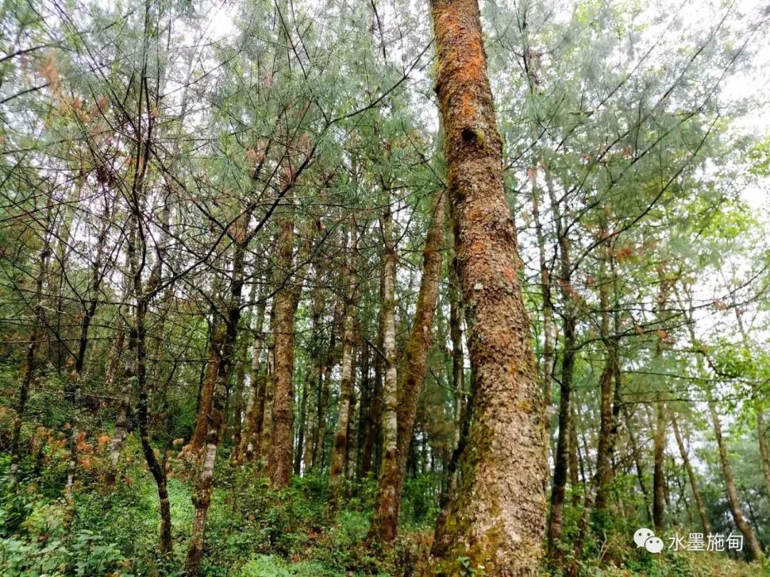 【游记】在施甸除了善洲林场和摩苍林场外还有这个林场,你来过么?