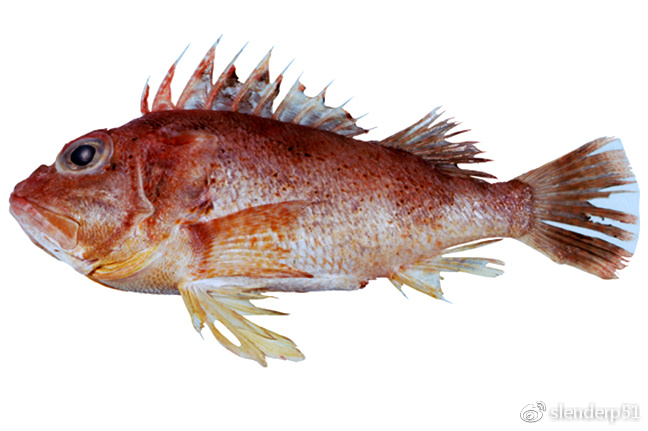 thetidis) 鲉科/scorpaenidae 英文名为scorpionfishes,是鲉形目鲉亚