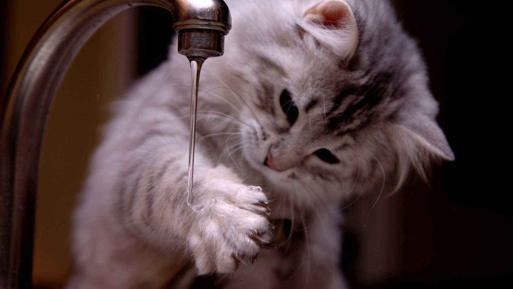 猫咪为什么喜欢用爪子喝水科瑞卡科普