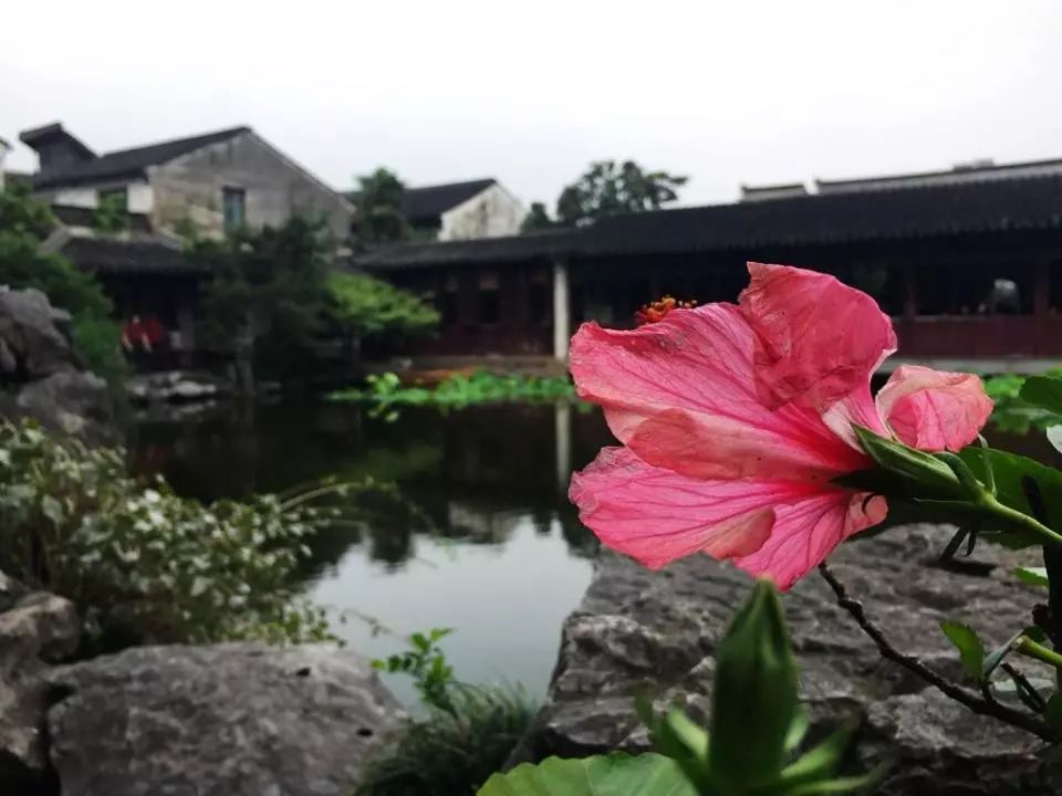 倪熊几度风雨几度春秋飘飘摇摇说艺圃图说