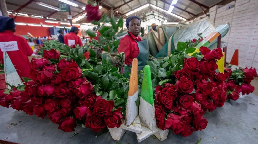 肯尼亚鲜花企业也看好中国市场.