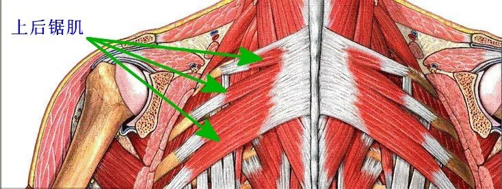 【高清图解】医学实用解剖学_ 下方