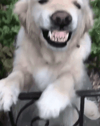 当狗狗笑起来的时候……这是什么绝世小可爱呀！