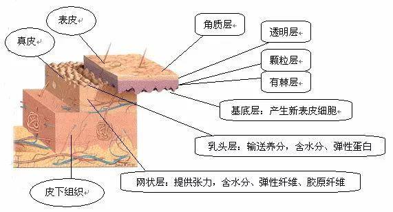 皮肤干燥缺水怎么办