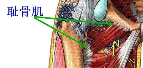 53. 股薄肌 肌连接:上方,至耻骨联合附近耻骨体和耻骨下支.