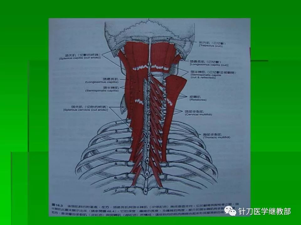 颈肌肉及颈脊神经的功能解剖