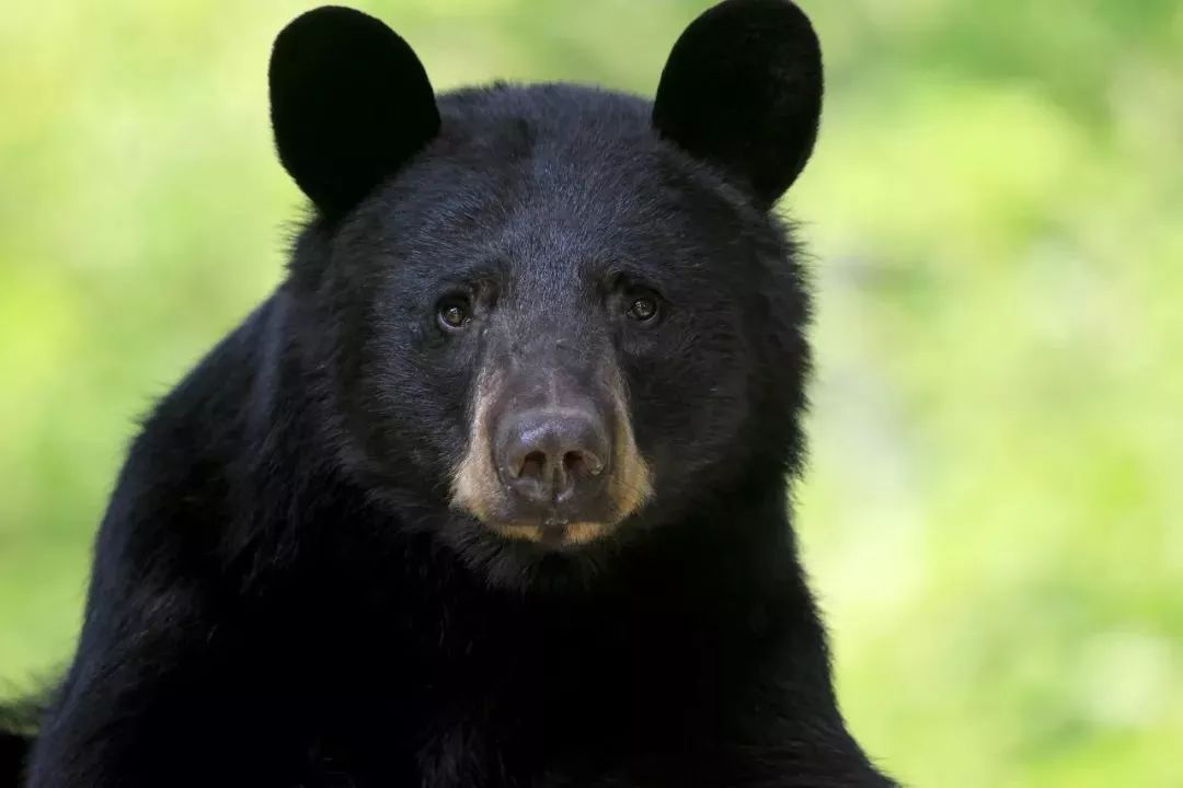 重大发现:遂昌首次在野外拍到黑熊!还不止一只