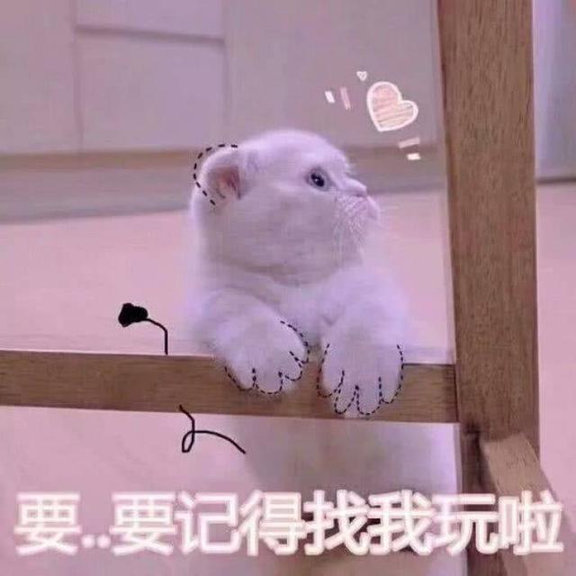 猫咪表情包:哥哥在吗?要记得找我玩