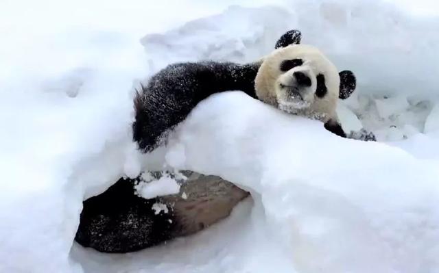 最北动物园十月已飘雪,大熊猫雪中单独玩耍,网友忧心熊猫会着凉